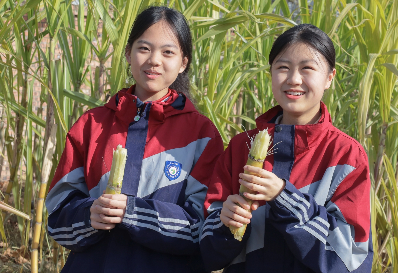 新奇中学的甘蔗，是师生共酿的“甜蜜”！